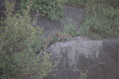 Afrika safari yaban hayatı Kenya Milli Parkı