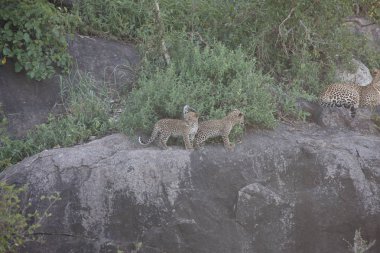 Afrika safari yaban hayatı Kenya Milli Parkı