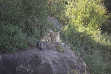 Afrika safari yaban hayatı Kenya Milli Parkı