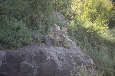 Afrika safari yaban hayatı Kenya Milli Parkı