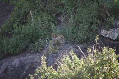 Afrika safari yaban hayatı Kenya Milli Parkı