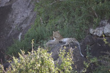 Afrika safari yaban hayatı Kenya Milli Parkı