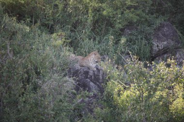 Afrika safari yaban hayatı Kenya Milli Parkı