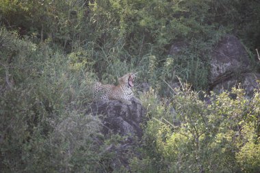 Afrika safari yaban hayatı Kenya Milli Parkı