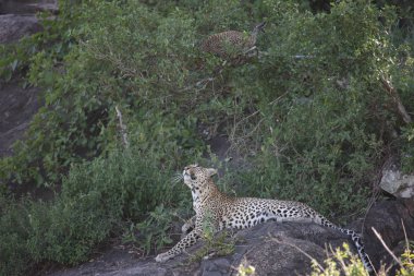 Afrika safari yaban hayatı Kenya Milli Parkı