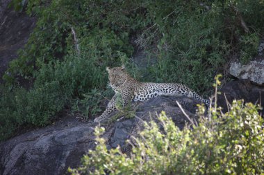 Afrika safari yaban hayatı Kenya Milli Parkı