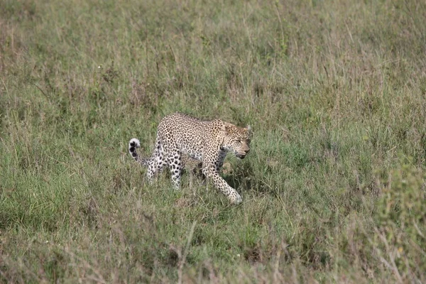 Afrikai safari vadon élő Kenya nemzeti park — Stock Fotó