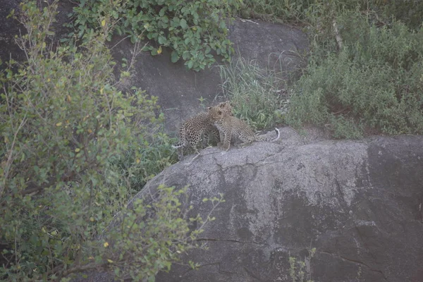 Afryka dziki życia safari Kenia park narodowy — Zdjęcie stockowe