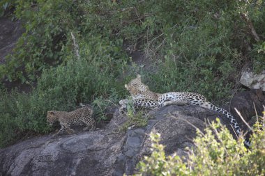 Afrika safari yaban hayatı Kenya Milli Parkı