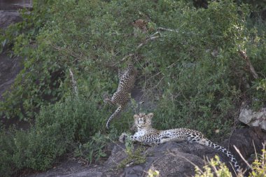 Afrika safari yaban hayatı Kenya Milli Parkı