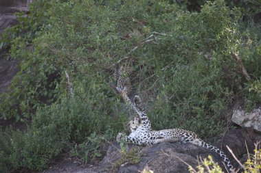 Afrika safari yaban hayatı Kenya Milli Parkı