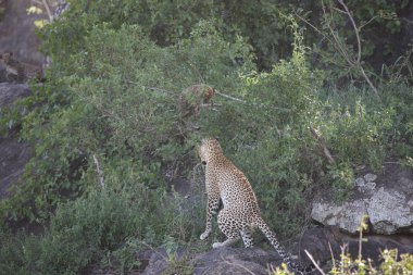 Afrika safari yaban hayatı Kenya Milli Parkı