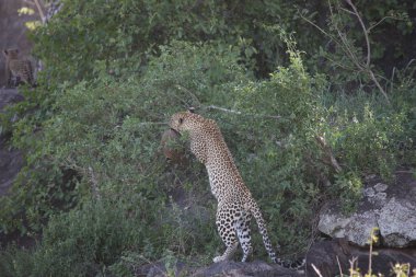 Afrika safari yaban hayatı Kenya Milli Parkı