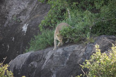 Afrika safari yaban hayatı Kenya Milli Parkı