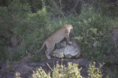 Afrika safari yaban hayatı Kenya Milli Parkı