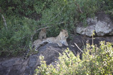 Afrika safari yaban hayatı Kenya Milli Parkı