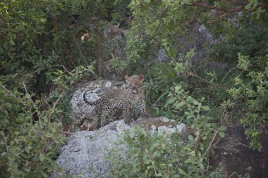 Afrika safari yaban hayatı Kenya Milli Parkı
