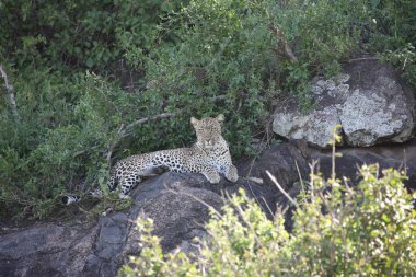 Afrika safari yaban hayatı Kenya Milli Parkı