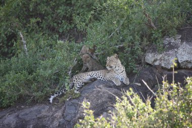 Afrika safari yaban hayatı Kenya Milli Parkı