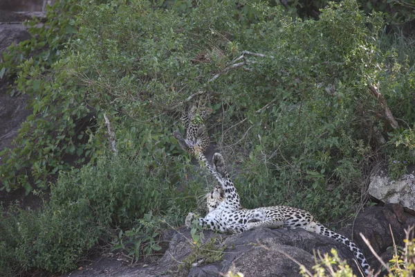Afrika safari yaban hayatı Kenya Milli Parkı