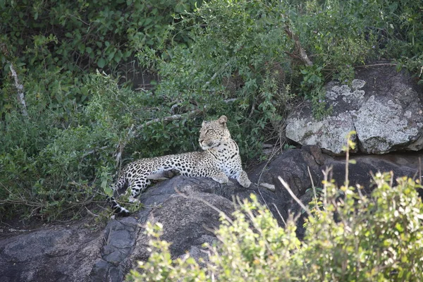 Afrika safari yaban hayatı Kenya Milli Parkı