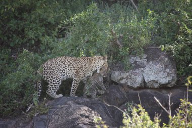 Afrika safari yaban hayatı Kenya Milli Parkı