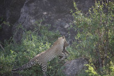 Afrika safari yaban hayatı Kenya Milli Parkı
