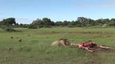 Vahşi Kızıl akbaba ve aslan zürafa Afrika savana Kenya yeme 