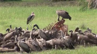 Vahşi Kızıl akbaba ve aslan zürafa Afrika savana Kenya yeme 