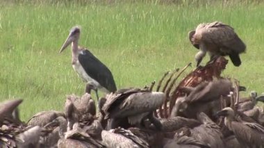 Vahşi Kızıl akbaba ve aslan zürafa Afrika savana Kenya yeme 