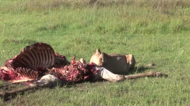 野生のグリフォンのハゲタカとキリン アフリカ サバンナ ケニアを食べるライオン — ストック動画