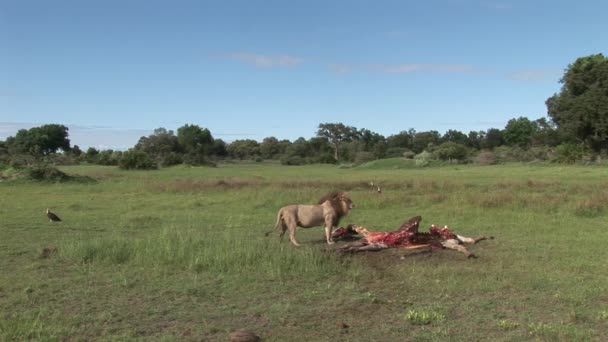 Wild Griffon Buitre y León comiendo jirafa Africa savannah Kenya — Vídeo de stock
