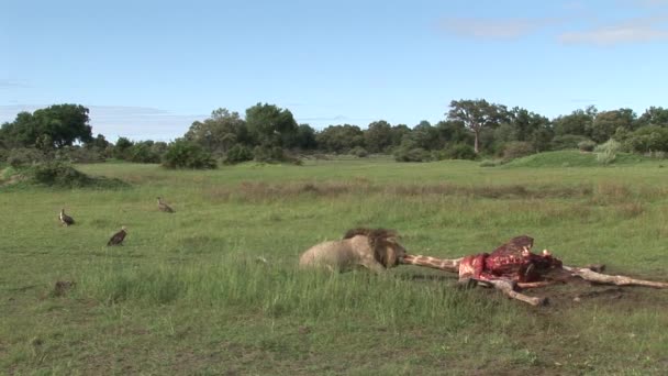 Abutre Griffon selvagem e Leão comendo Girafa África savana Quênia — Vídeo de Stock