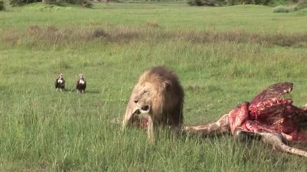Wild Griffon Vulture and Lion eating Giraffe Africa savannah Kenya — Stock Video