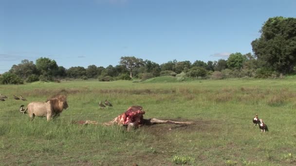 野生的秃鹫和狮子吃长颈鹿非洲大草原肯尼亚 — 图库视频影像