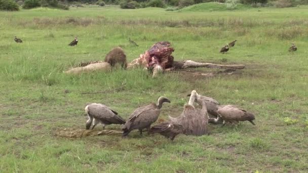 Wild Griffon Buitre y León comiendo jirafa Africa savannah Kenya — Vídeos de Stock