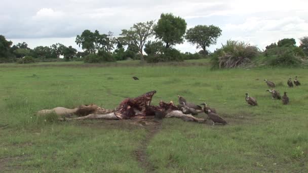 Gänsegeier und Löwe fressen Giraffe Afrika Savanne Kenia — Stockvideo