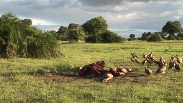 Wild Griffon Vulture dan Lion memakan Giraffe Africa savannah Kenya — Stok Video