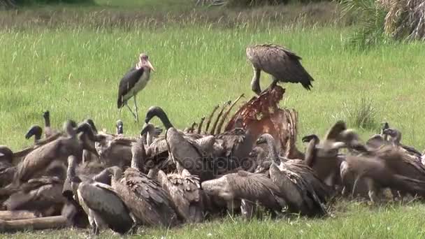 Wild Griffon Vulture dan Lion memakan Giraffe Africa savannah Kenya — Stok Video