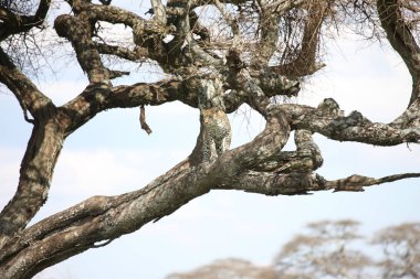 Leopar Kenya Afrika Vahşi hayvan kedi memelisi