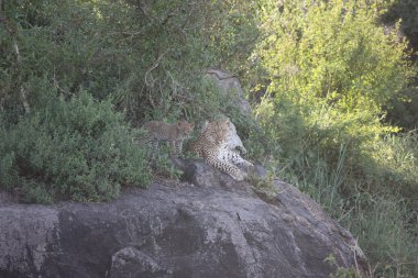Leopar Kenya Afrika Vahşi hayvan kedi memelisi