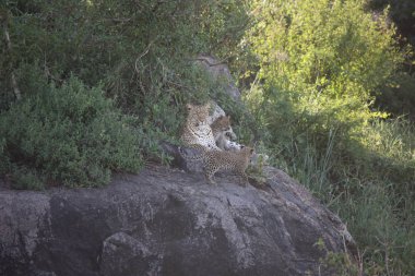Leopar Kenya Afrika Vahşi hayvan kedi memelisi