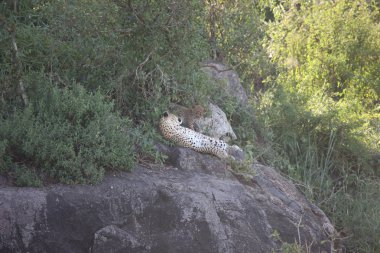 Leopar Kenya Afrika Vahşi hayvan kedi memelisi