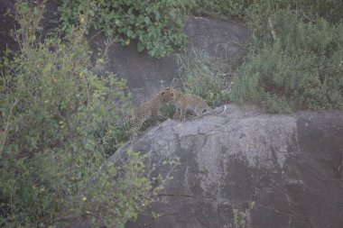 Leopar Kenya Afrika Vahşi hayvan kedi memelisi