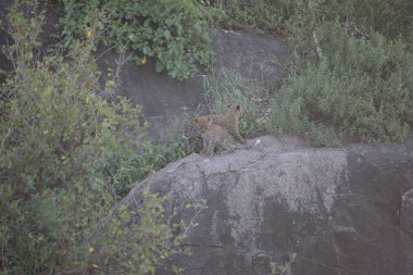 Leopar Kenya Afrika Vahşi hayvan kedi memelisi