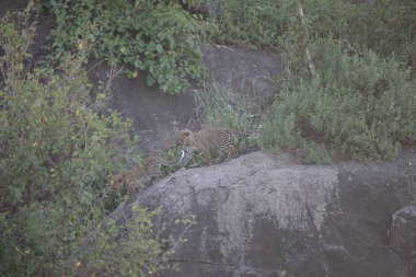 Leopar Kenya Afrika Vahşi hayvan kedi memelisi