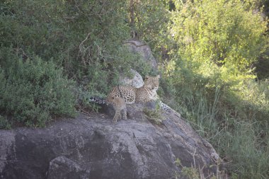 Leopar Kenya Afrika Vahşi hayvan kedi memelisi