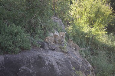 Leopar Kenya Afrika Vahşi hayvan kedi memelisi