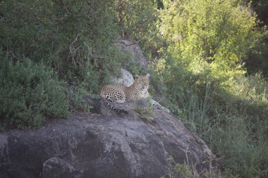 Leopar Kenya Afrika Vahşi hayvan kedi memelisi