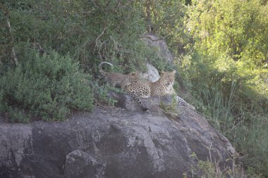 Leopar Kenya Afrika Vahşi hayvan kedi memelisi